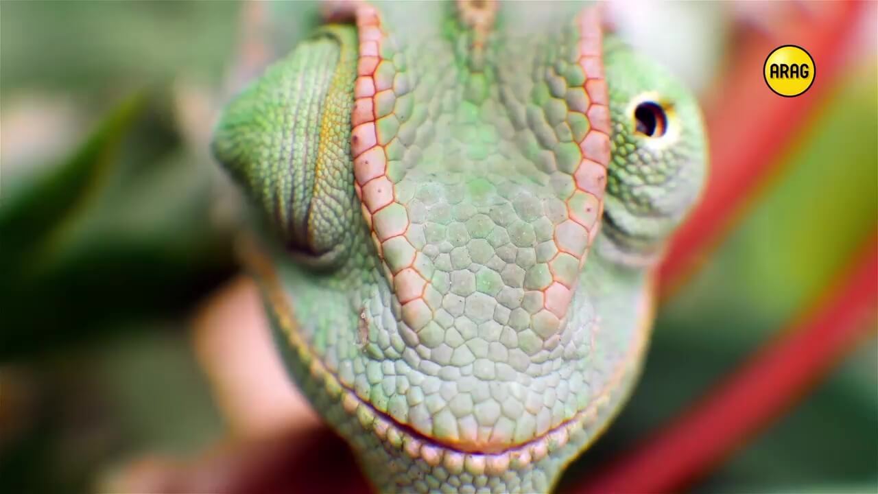 Chamaeleon Digital Vison GmbH